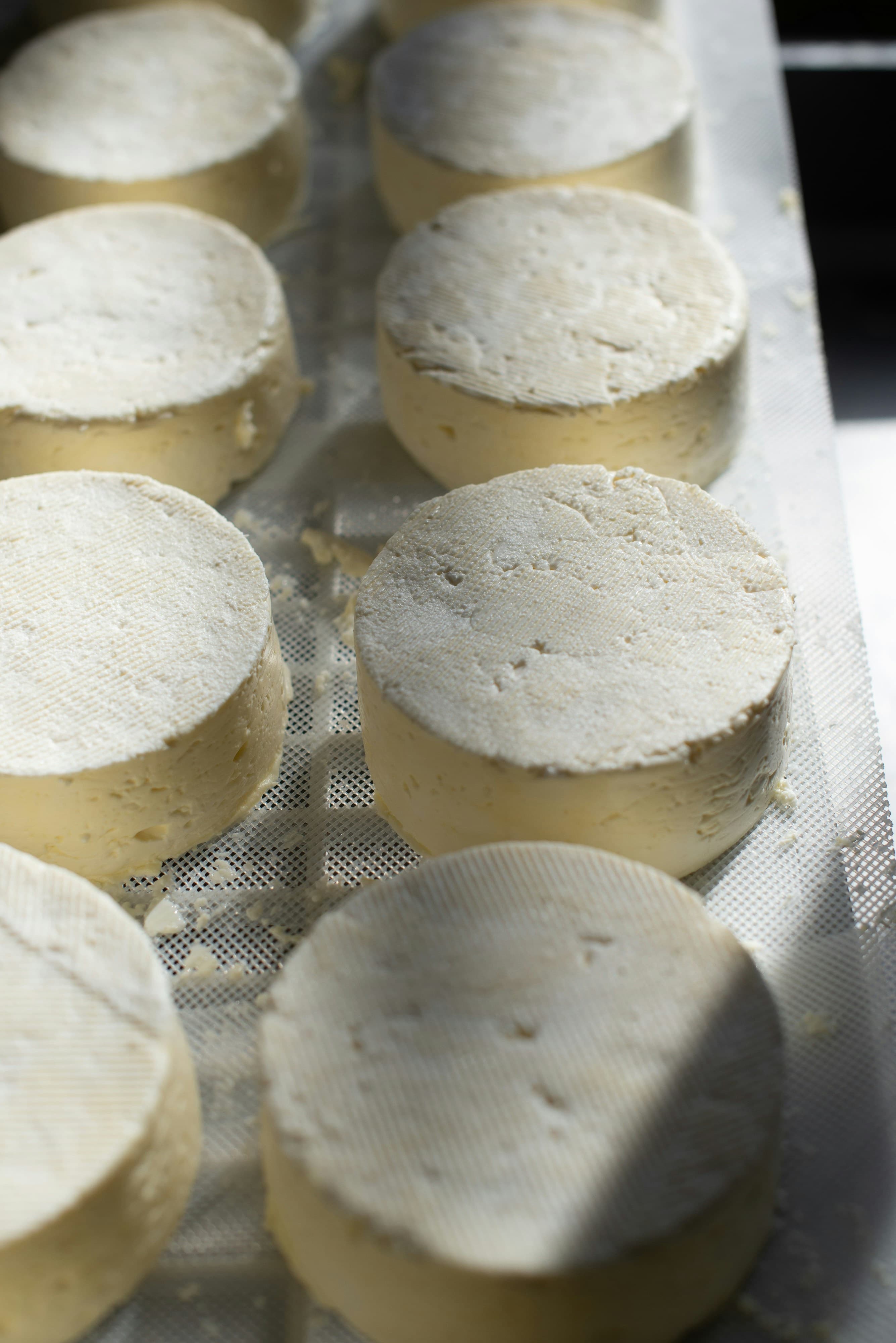 Freshly made homemade cheese on a cutting board — beginner cheesemaking guide