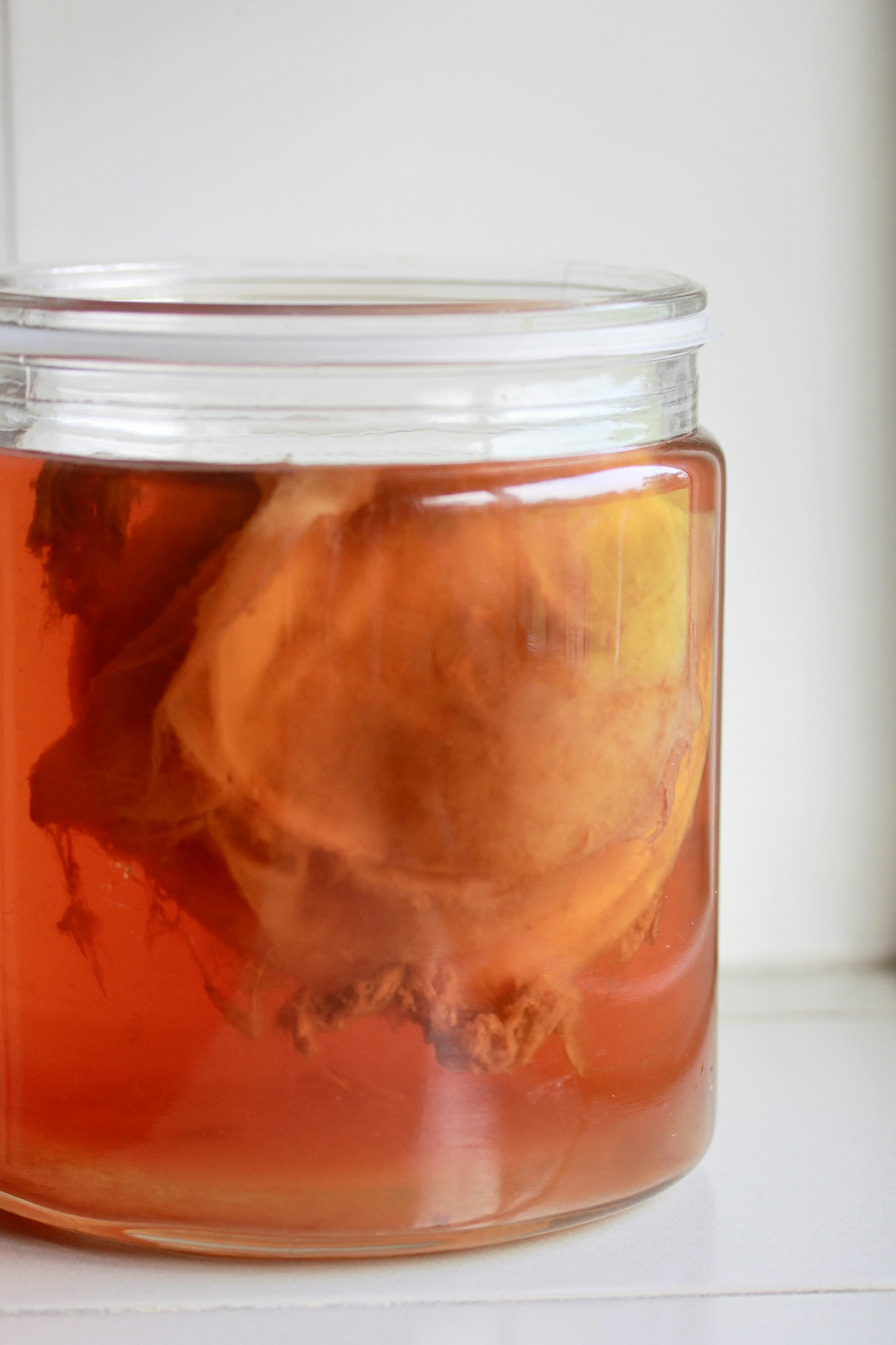 Kombucha SCOBY in a jar of fermenting tea — troubleshooting common kombucha problems
